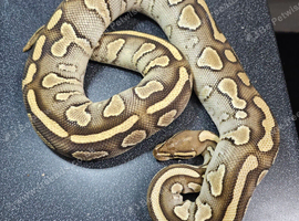 Lesser Fire Het Clown