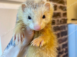 Hob & Jill Ferrets