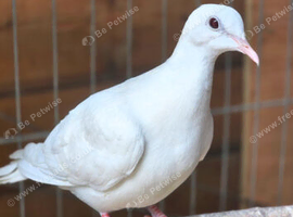 White Dove