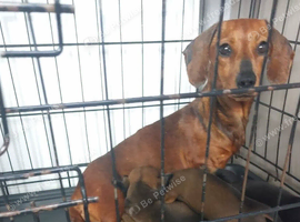 Minature smoothed hair dachshund