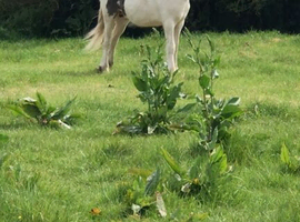 Half bred colt for sale