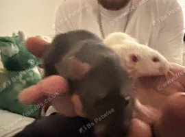 2 male rats!