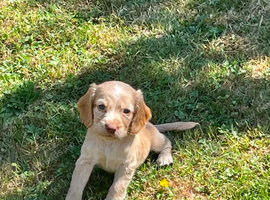 Cocker spaniels