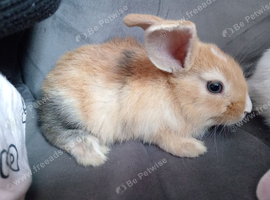 Purebred mini lops 7wks ready now