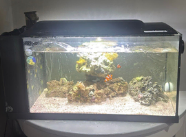 2x clown fish and fish tank for sale