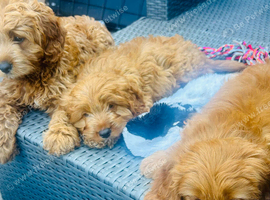 The 3 little ladys ready now F1b Red cavapoo