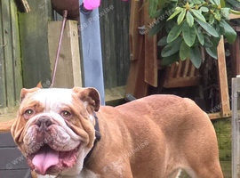 English bulldog
