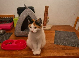 Beautiful cat looking for her forever home