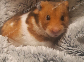 Male stud Syrian Hamster