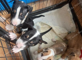 Outstanding Quality English Bull Terrier Litter