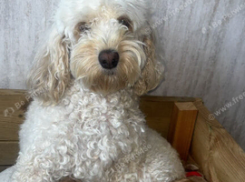 F1 cockapoo female