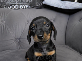 Miniature dachshunds