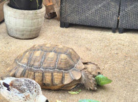 Female sulcata tortoise
