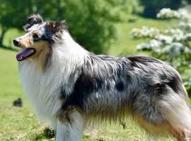 Blue merle kc registered dog