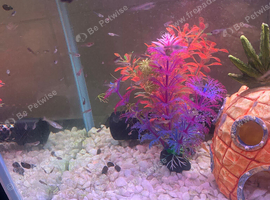 Guppies