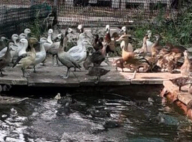 Ducks for sale (Pintails, Pochards, Woodducks)