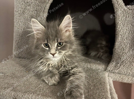 Maine coon female left PRICE REDUCED