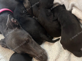 BEDLINGTON WHIPPETS