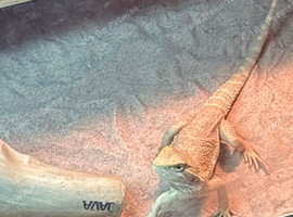 Bearded dragon