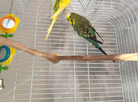 2 budgie for sale