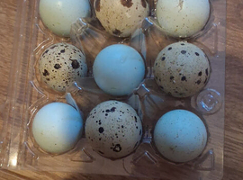Couturnix quail