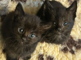 Beautiful black maincoon cross kittens ready to go now