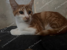 3sold 1 left ginger/white boy
