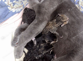 Mixed breed kitten