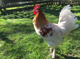 Copper Splash, Blue, Black Hatching Eggs