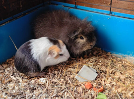 Mum and daughter and baby male