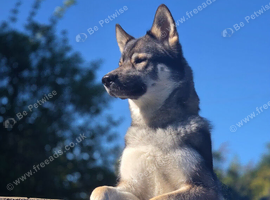 German/husky