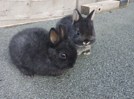 Netherland Dwarf Rabbits