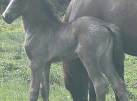 Bred in the purple quality pretty filly