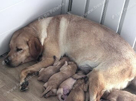 Labrador puppies kc registered
