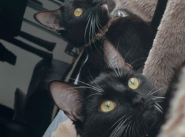 Twin sisters need to be homed together