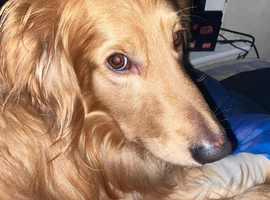 Irish setter x German shepherd