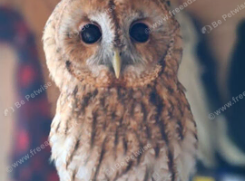 Female tawny owl