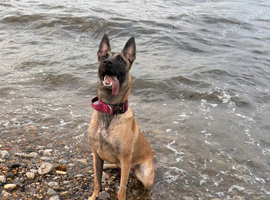 Female Belgian malanois dob: 12/8/25