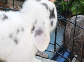 Pure Bred Mini Lop Youngster