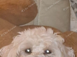 Bichon Frise