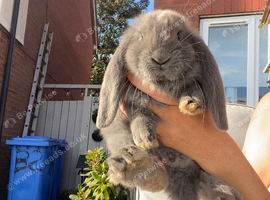 French lop last one of the litter