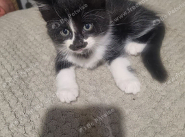 4 cute kittens