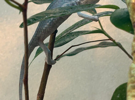 Blue Ambanja Panther Chameleons