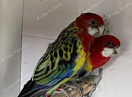 Proven pair Eastern Rosella
