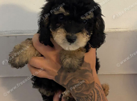 Cockapoo puppies