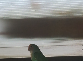 Alot of different variety of lovebirds