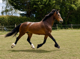 Flashy welsh D mare