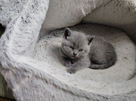 British shorthair kitten