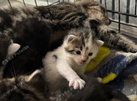 Beautiful litter of kittens ready now !!!