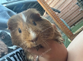 Male guinea pig pair